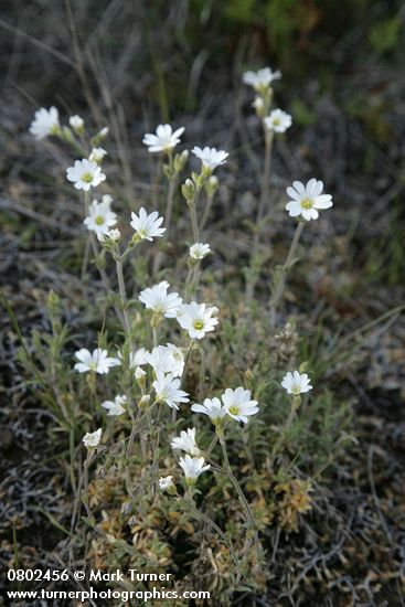 Cerastium arvense