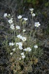 Field Chickweed