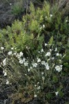 Field Chickweed w/ Indian's Dream Fern bkgnd