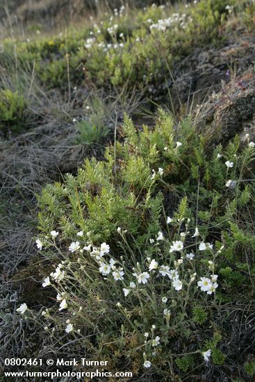 Cerastium arvense; Aspidotis densa