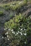 Field Chickweed w/ Indian's Dream Fern bkgnd