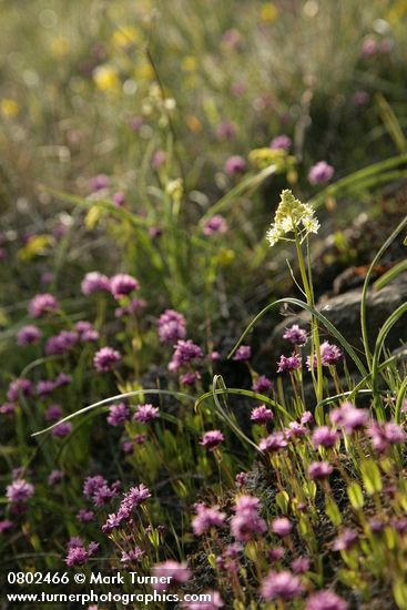 Zigadenus venenosus; Plectritis congesta