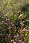 Meadow Death Camas among Sea Blush, backlit