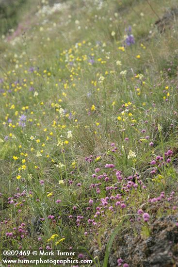 Zigadenus venenosus; Plectritis congesta; Ranunculus occidentalis; Camassia quamash