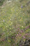 Grassy meadow w/ Meadow Death Camas, Sea Blush, Western Buttercups, Common Camas
