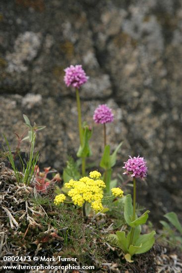 Lomatium utriculatum; Plectritis congesta