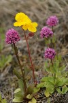 Seep-spring Monkeyflower w/ Sea Blush