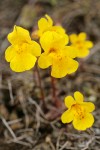 Seep-spring Monkeyflowers