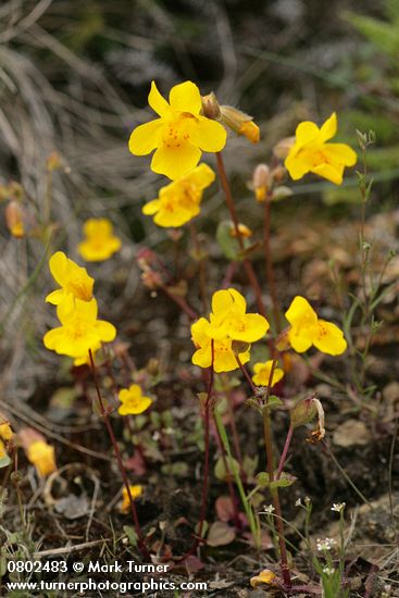 Mimulus guttatus