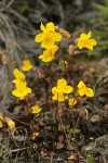 Seep-spring Monkeyflowers