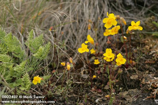 Mimulus guttatus; Aspidotis densa