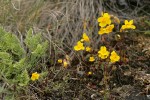 Seep-spring Monkeyflowers w/ Indian's Dream Fern