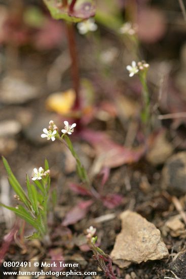 Lepidium virginicum var. menziesii