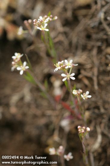 Lepidium virginicum var. menziesii