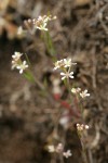 Menzies' Pepperweed on thin rocky soil