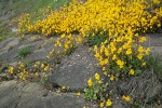 Seep-spring Monkeyflowers w/ Sea Blush at edge of rocks