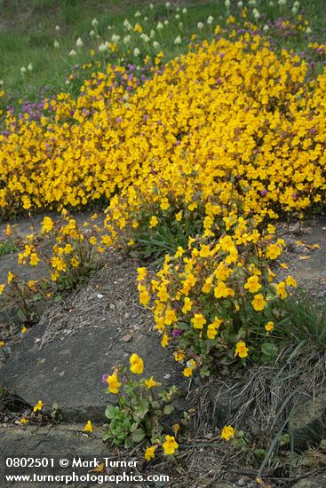 Mimulus guttatus; Plectritis congesta