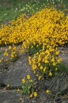 Seep-spring Monkeyflowers w/ Sea Blush at edge of rocks