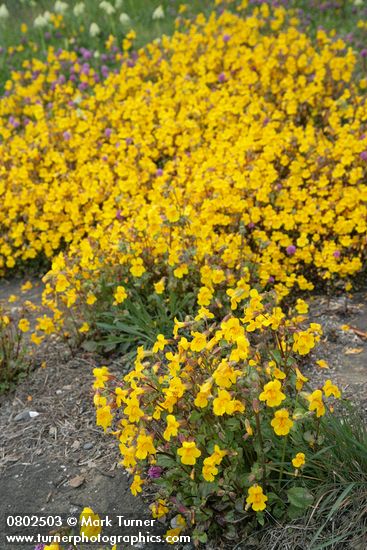 Mimulus guttatus; Plectritis congesta