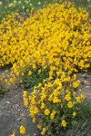 Seep-spring Monkeyflowers w/ Sea Blush at edge of rocks