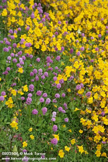 Mimulus guttatus; Plectritis congesta