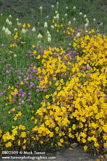 Mimulus guttatus; Plectritis congesta; Zigadenus venenosus