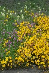 Seep-spring Monkeyflowers w/ Sea Blush & Meadow Death Camas