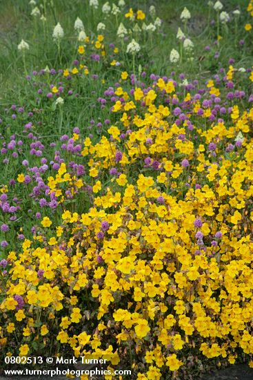 Mimulus guttatus; Plectritis congesta; Zigadenus venenosus