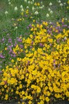 Seep-spring Monkeyflowers w/ Sea Blush & Meadow Death Camas