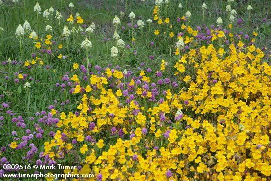 Mimulus guttatus; Plectritis congesta; Zigadenus venenosus