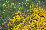 Seep-spring Monkeyflowers w/ Sea Blush & Meadow Death Camas