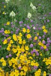 Seep-spring Monkeyflowers w/ Sea Blush & Meadow Death Camas