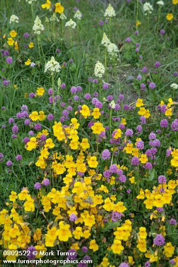 Mimulus guttatus; Plectritis congesta; Zigadenus venenosus