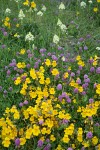 Seep-spring Monkeyflowers w/ Sea Blush & Meadow Death Camas