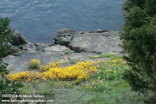 Mimulus guttatus; Plectritis congesta; Zigadenus venenosus