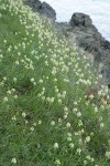 Meadow Death Camas w/ Sea Blush at edge of rocks along Burrows Pass