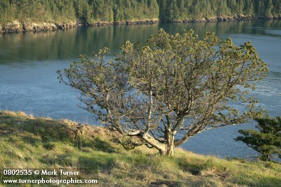 Juniperus maritima