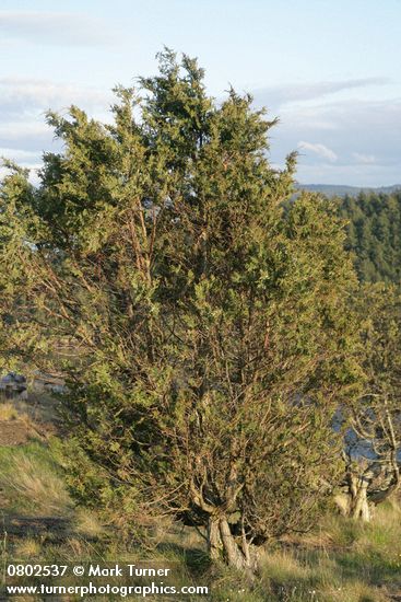 Juniperus maritima