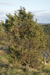 Seaside Juniper in late afternoon light