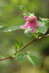 Salmonberry blossom & folaige