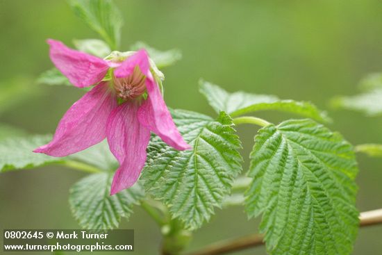 Rubus spectabilis