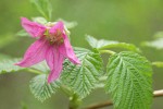 Salmonberry blossom & folaige