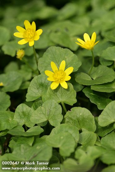 Ranunculus ficaria