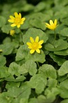 Lesser Celandine blossoms & foliage