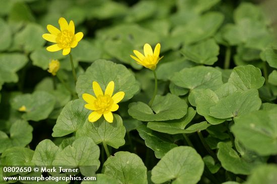 Ranunculus ficaria