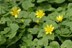 Lesser Celandine blossoms & foliage