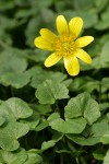 Lesser Celandine blossom & foliage detail