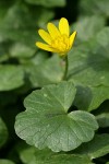 Lesser Celandine blossom & foliage detail