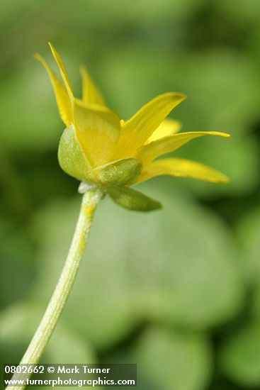 Ranunculus ficaria