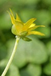 Lesser Celandine petals & sepals underside detail